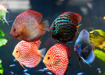 Giải Mã Ý Nghĩa Và Con Số May Mắn Của Mơ Thấy Cá